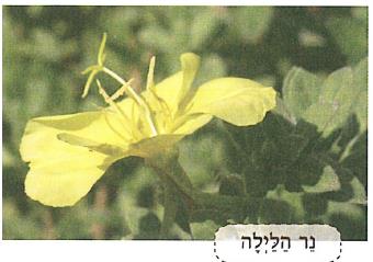 (בספר איור של נוגה ושביט משוחחים)